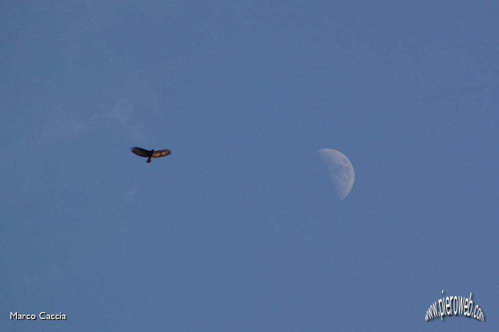 02_Aquila e Luna.JPG